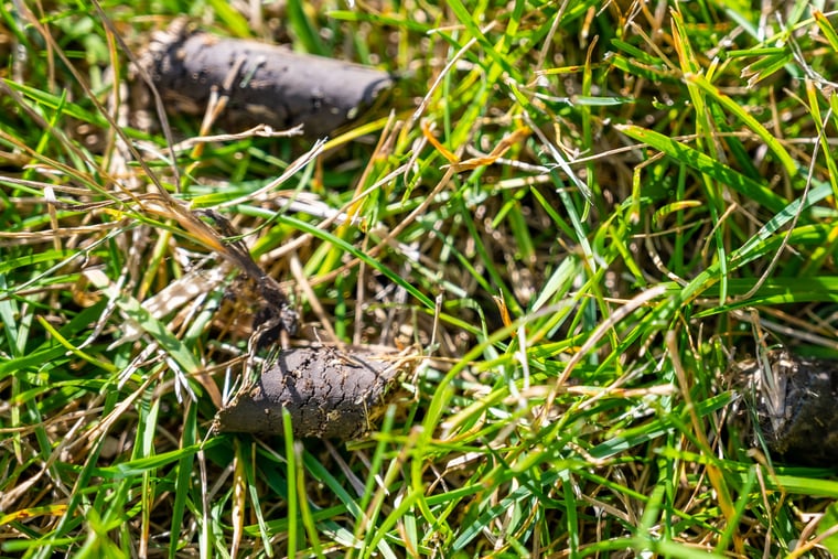 Photo of soil plugs after an aeration service.