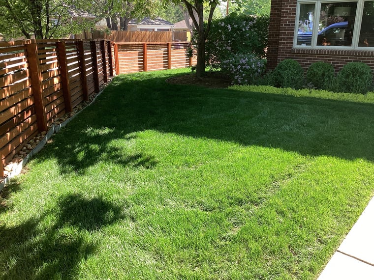 a weed free lawn