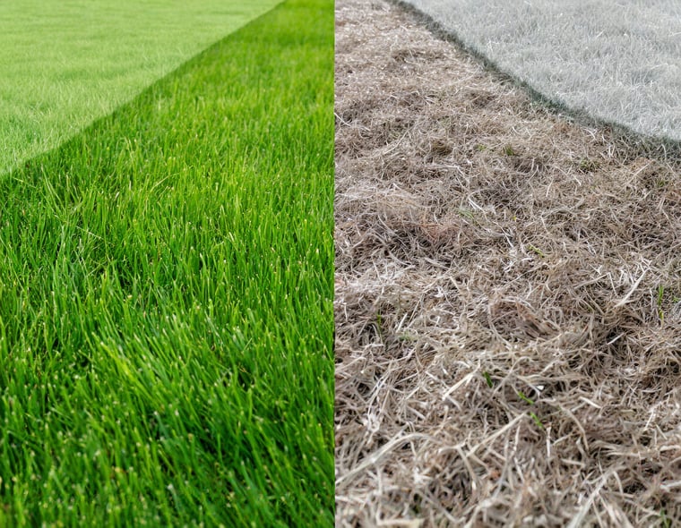 Grass Before and After Fertilization and Revive