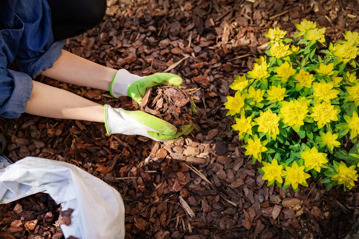 mulching the garden