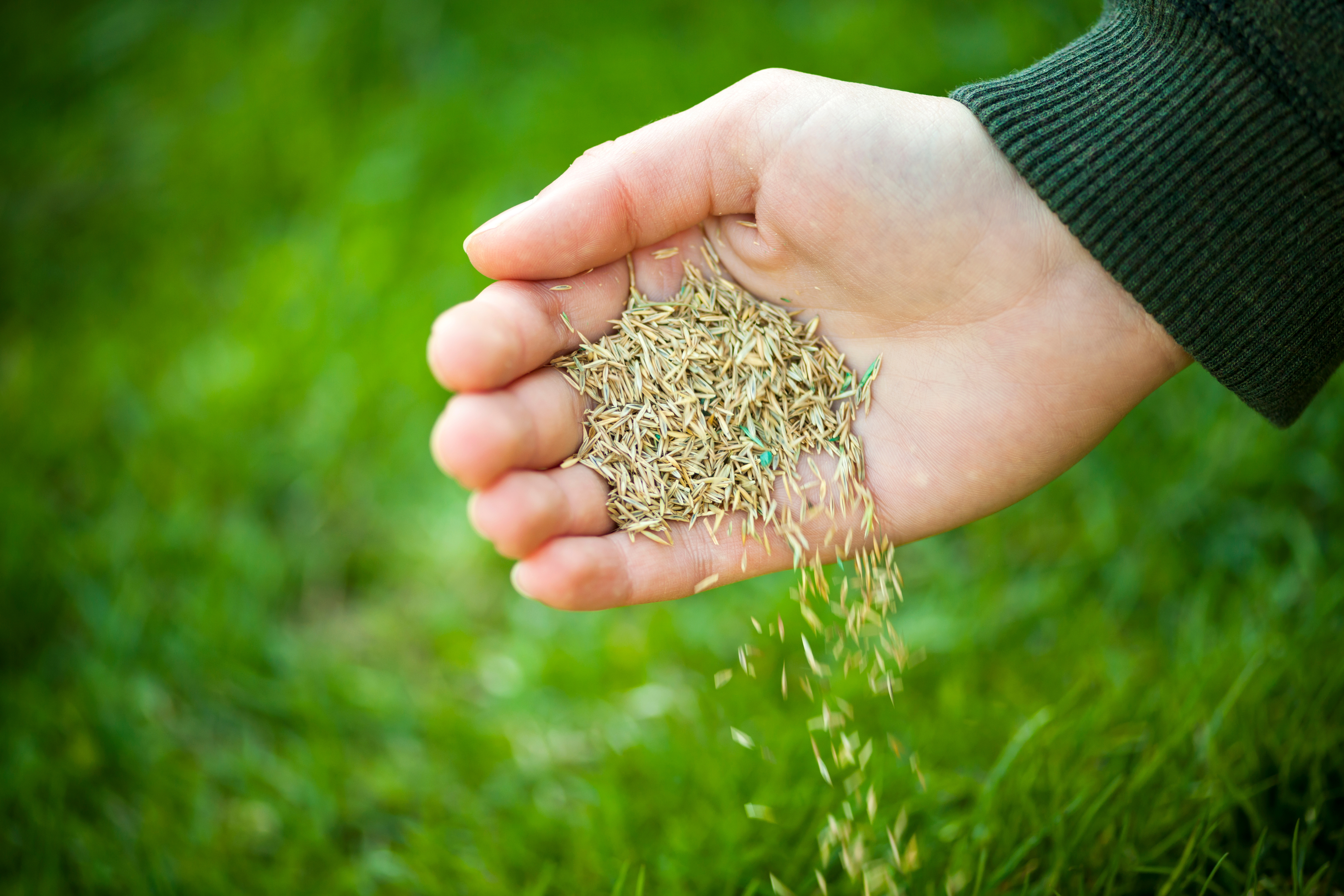 Hand application of grass seed on a lawn for overseeding