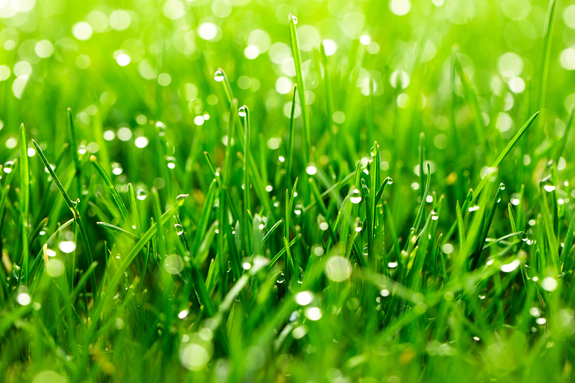 Grass with Dew Drops