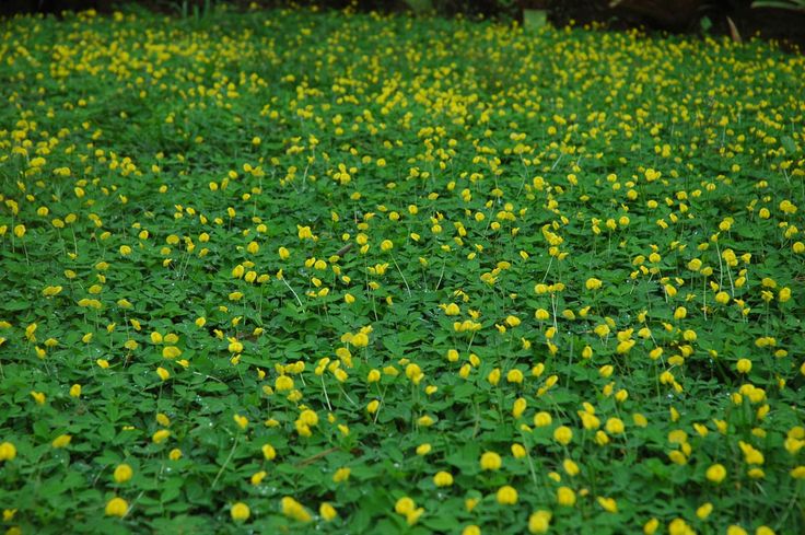 ground covers as weed control