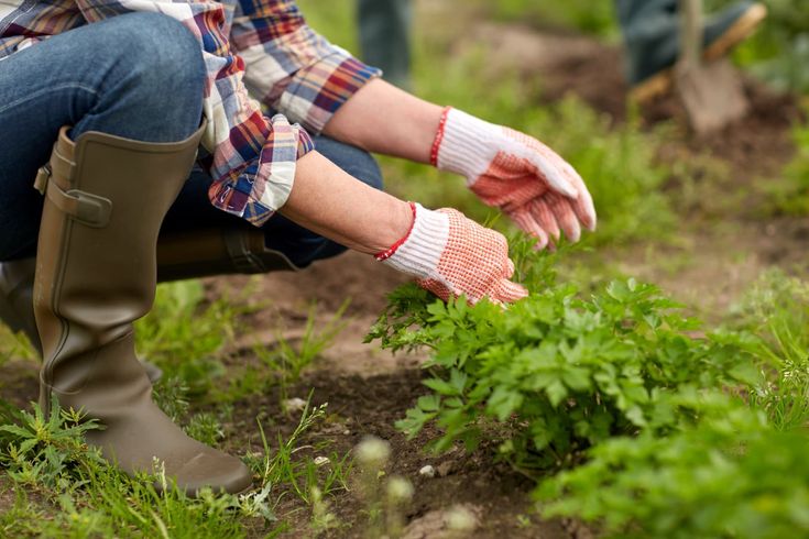 hand weeding in the lawn