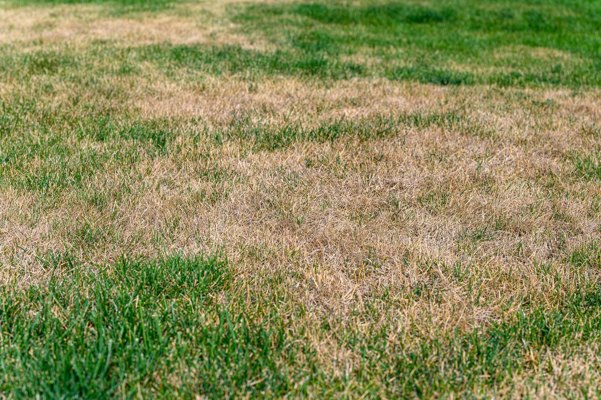Patchy Dry Lawn