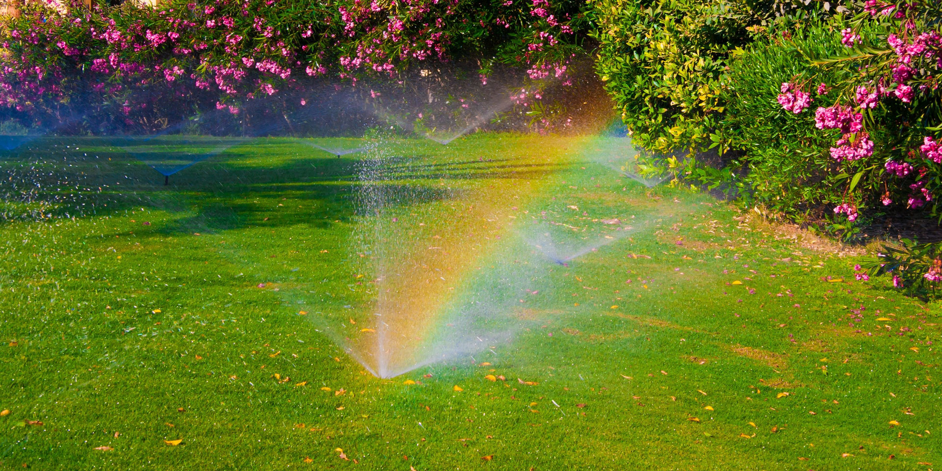 Sprinkler system with pretty flowers and a rainbow